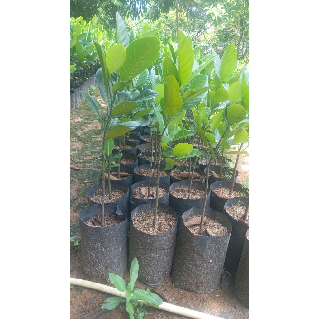 bibit nangka daeng Surya/ nangka merah Thailand