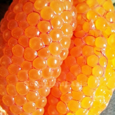 Telur Ikan Sembilang Segar Telor Ikan Sembilang Sumilang Telur Ikan Segar Telor Ikan Segar