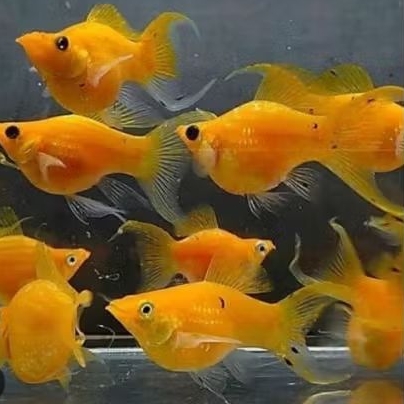 Molly Golden Sunkist Thailand Lyretail (Cagak) Hiasan Aquarium dan Aquascape