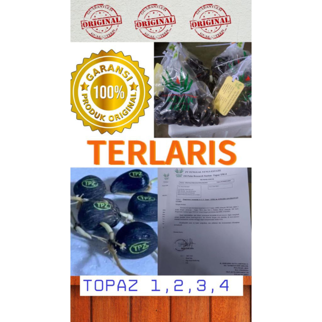 bibit benih kecambah sawit topaz