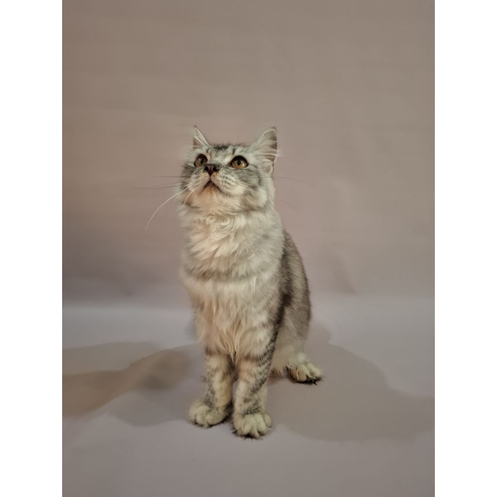 KucingScottishStraightRasMurni