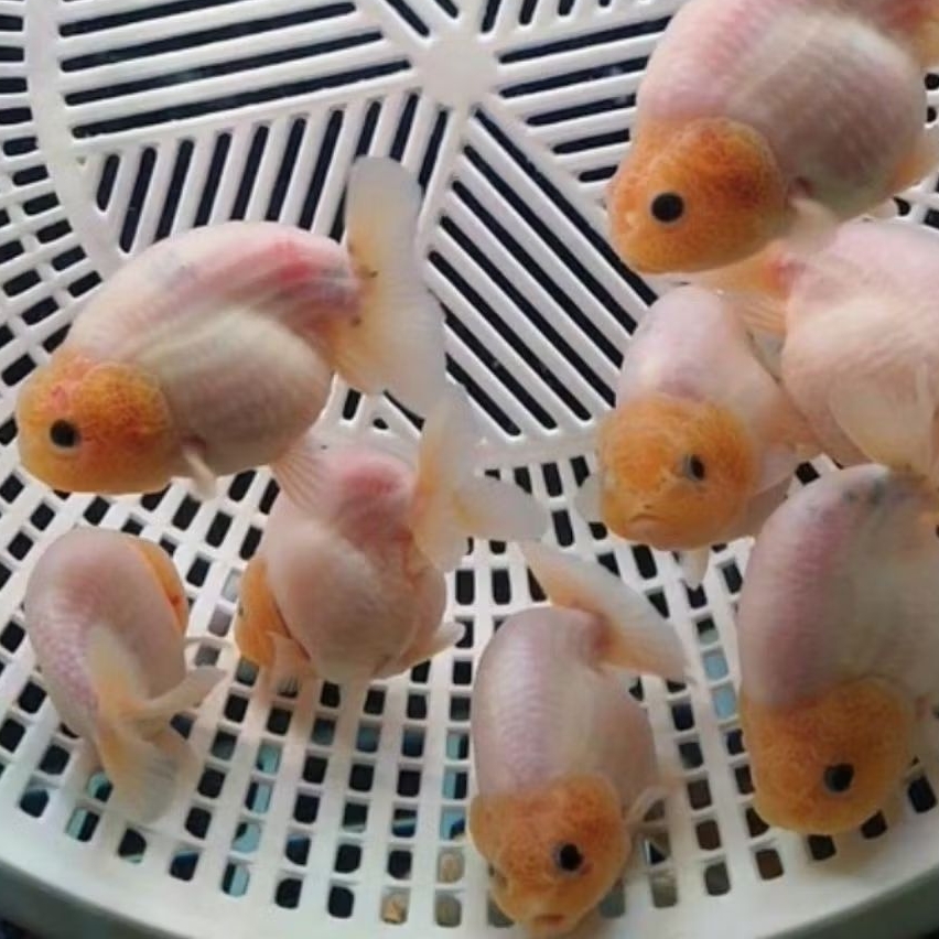 ikan hias koki ranchu white size M per ekor