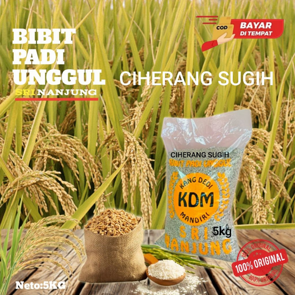 BENIH PADI CIHERANG SUGIH/CI-SUGIH ORIGINAL KEMASAN 5 kg