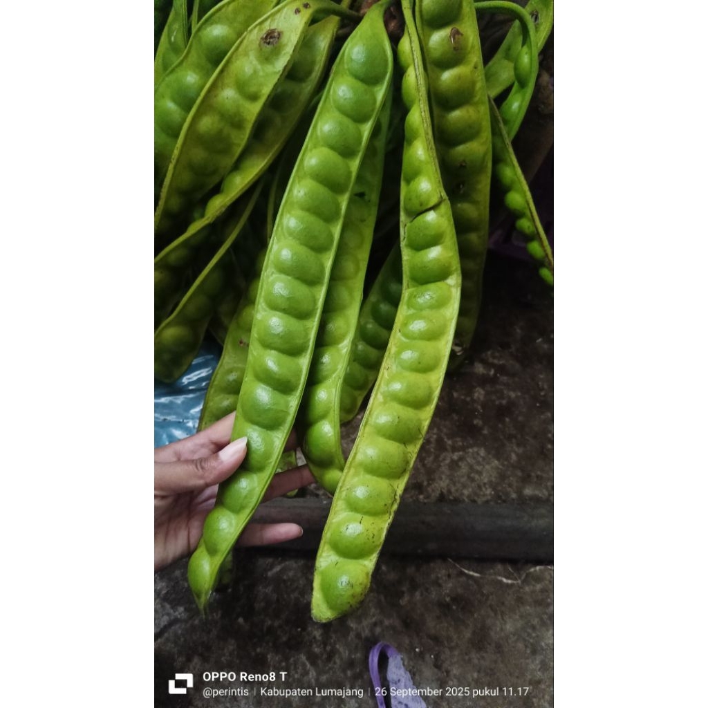 pete kulit grade super