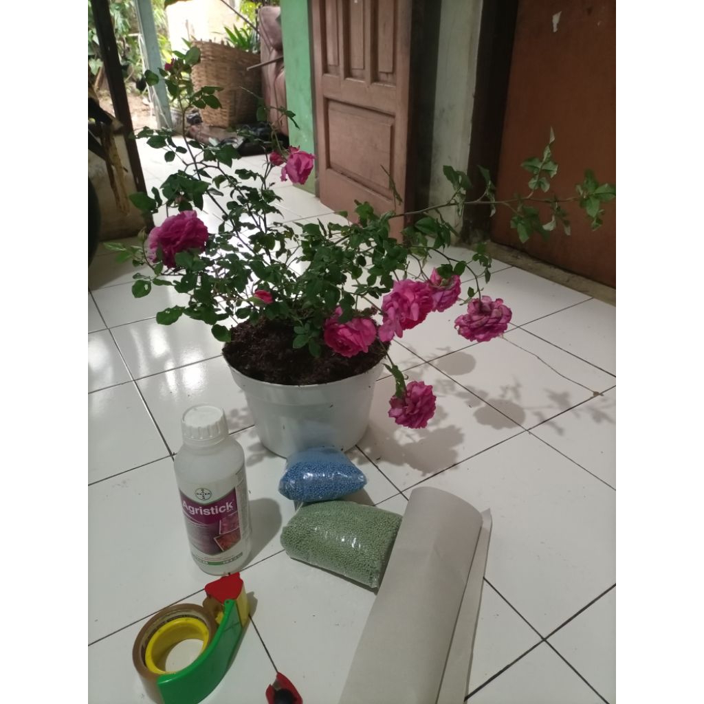 nutrisi tanaman hias untuk mawar