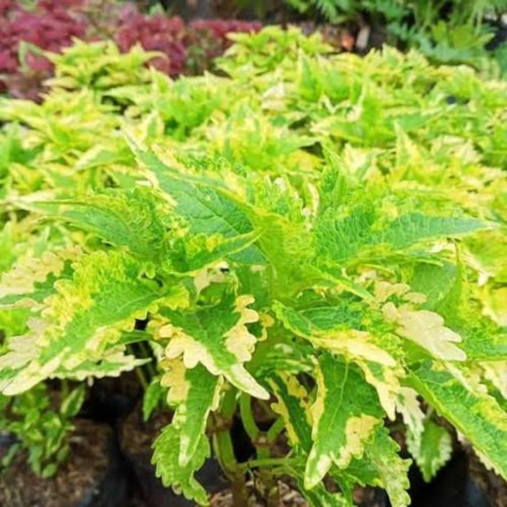 PROMO MIANA HIJAU KUNING-TANAMAN HIAS MIANA