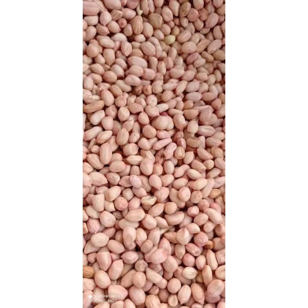Kacang Tanah 1kg Kacang tanah belum kupas 1kg