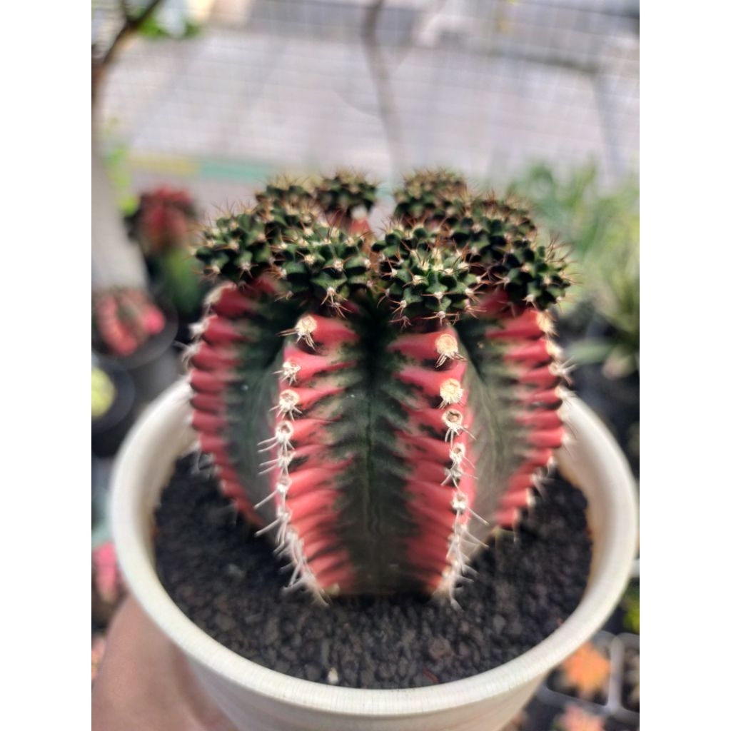 Gymno Miha Multicolour Induk Cakep