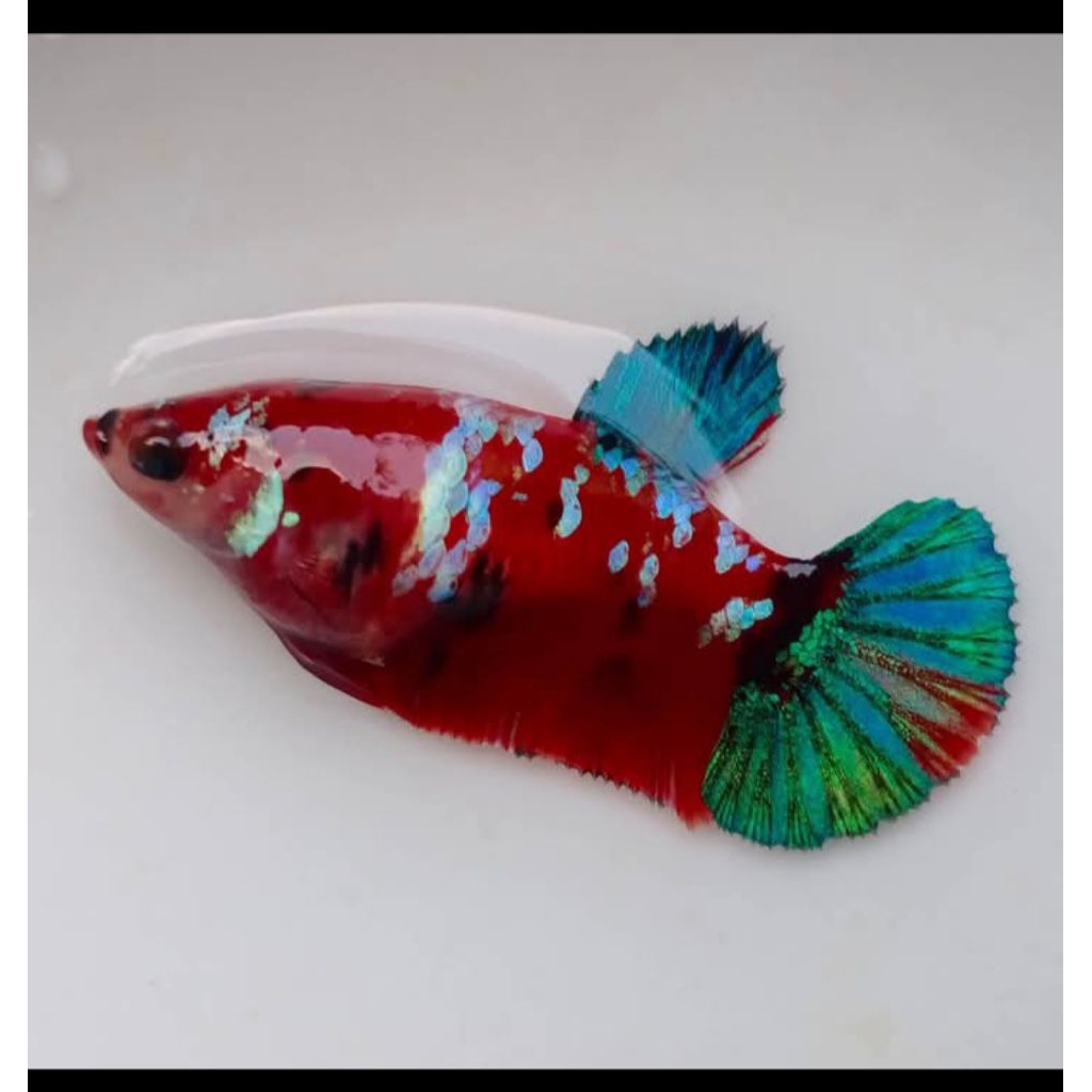 Betina cupang Red koi galaxy