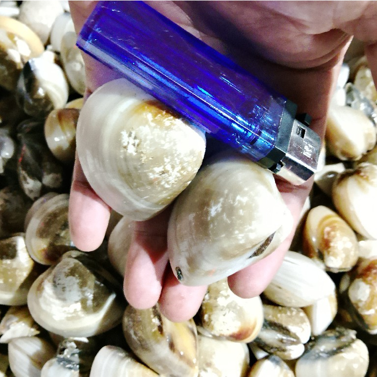 Kerang Tahu 1Kg / Kerang Tahu Segar / Kerang Kepah / Seafood Segar / Kerang Laut / Kerang Segar 1Kg