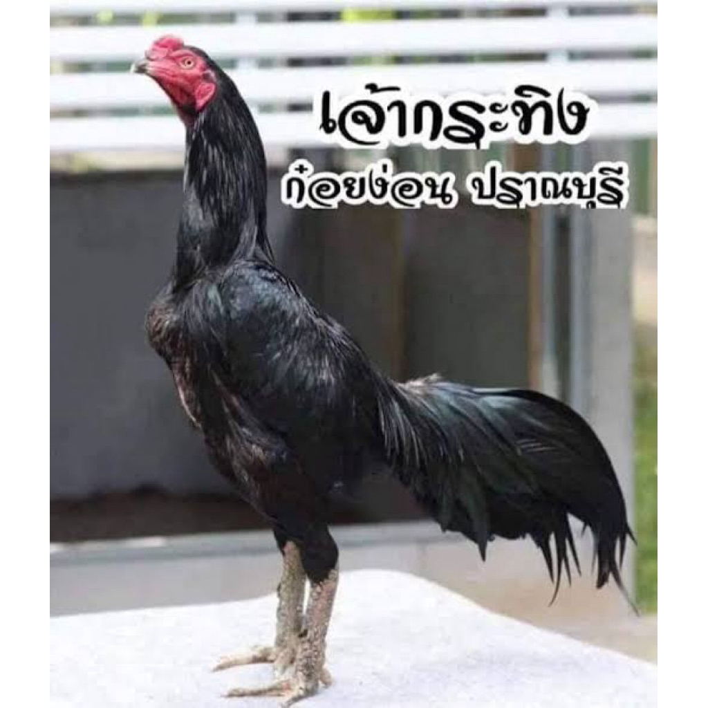 TELUR FERTIL AYAM KOYNGON BLACKBULL IMPORT UNTUK DI TETASKAN