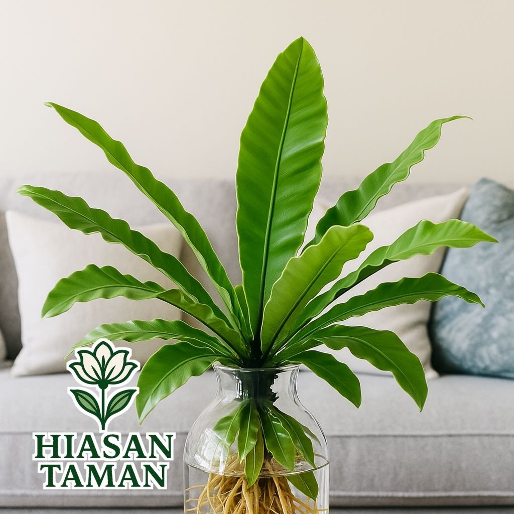 Tanaman media air kadaka silver - tanaman hias kadaka silver - tanaman yg bisa hidup di air