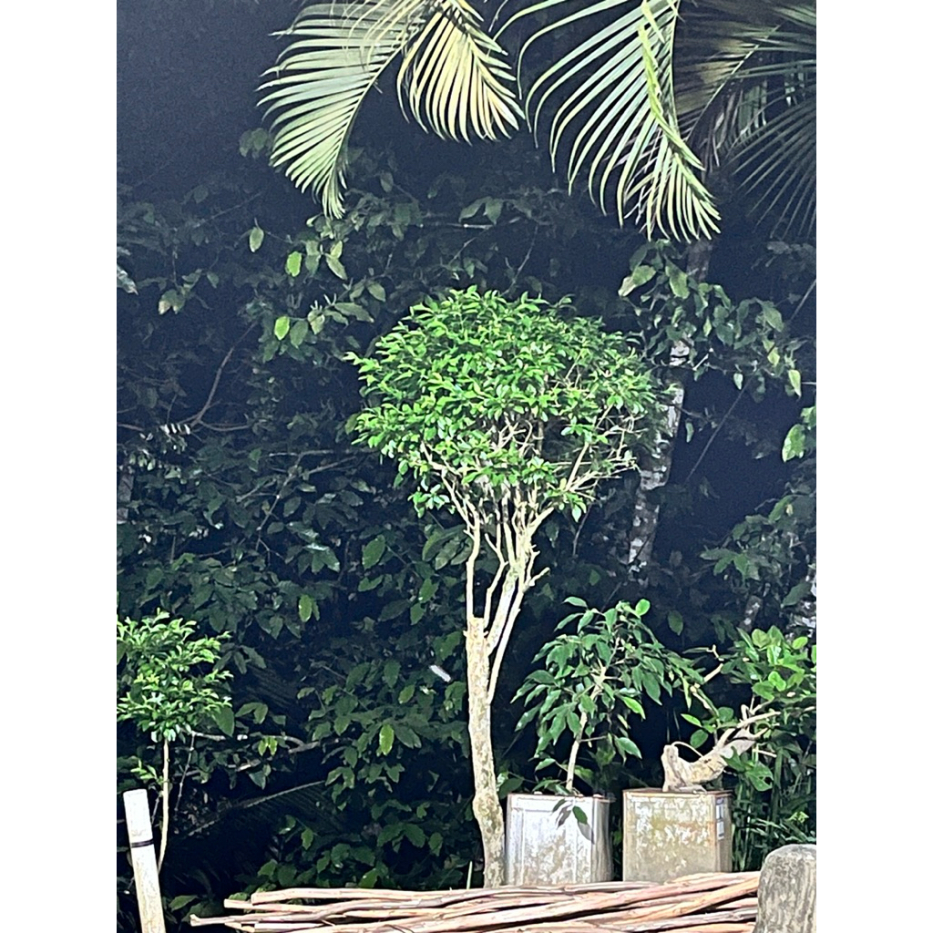 bonsai tehtehan jadi