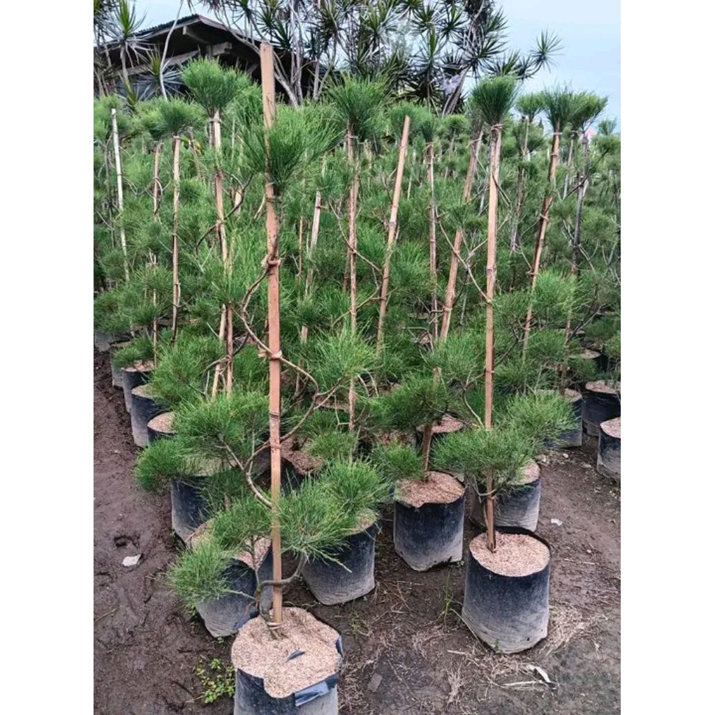 CEMARA UDANG, Tanaman Hias Cemara Udang Bahan Bonsai Tinggi 1 meter up Rimbun