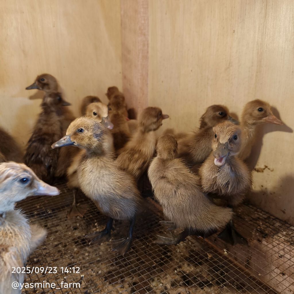 BEBEK MOJOSARI | BEBEK PETELUR | BEBEK JANTAN ( BETINA/JANTAN) | ITIK PETELUR