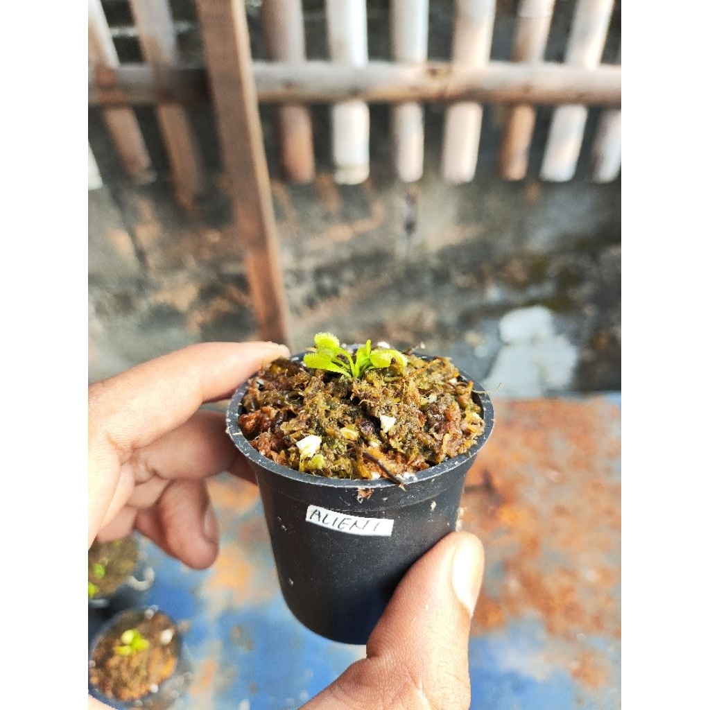 Harga venus flytrap alien Terbaru Sep 2025 | BigGo Indonesia