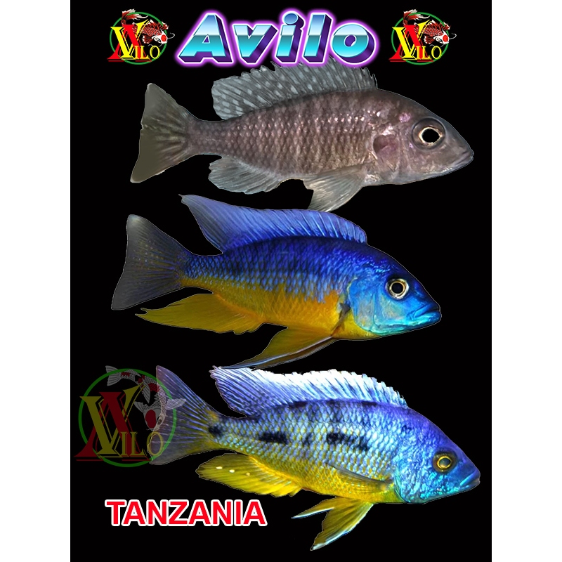 ojek ikan hias TANZANIA afrika siklid siklit ciclid size kecil ( belum ada warna ) AQUASCAPE