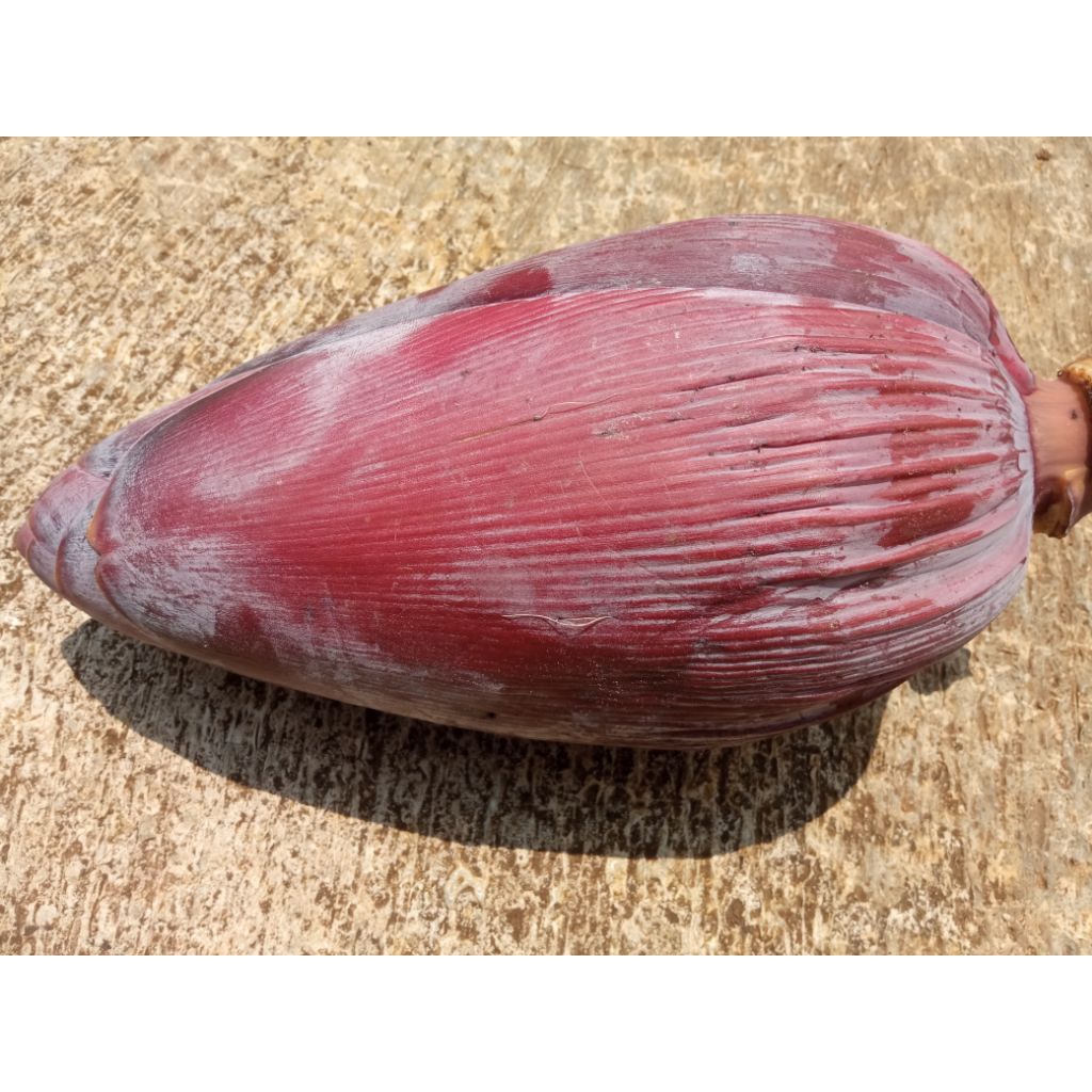 JANTUNG PISANG KEPOK