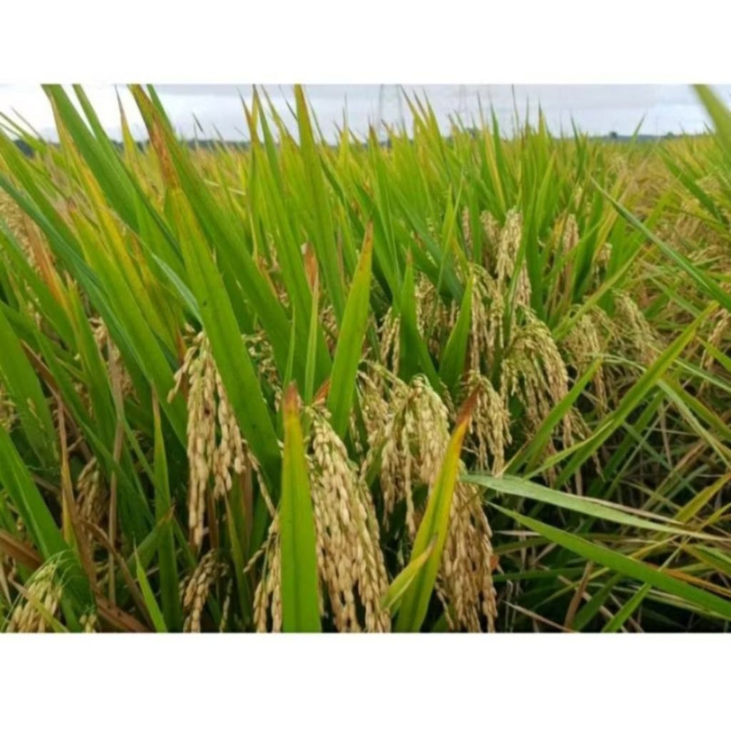 PADI RAJASA 01 PADI 1000 BUTIR ASAL ACEH KEMASAN 1KG