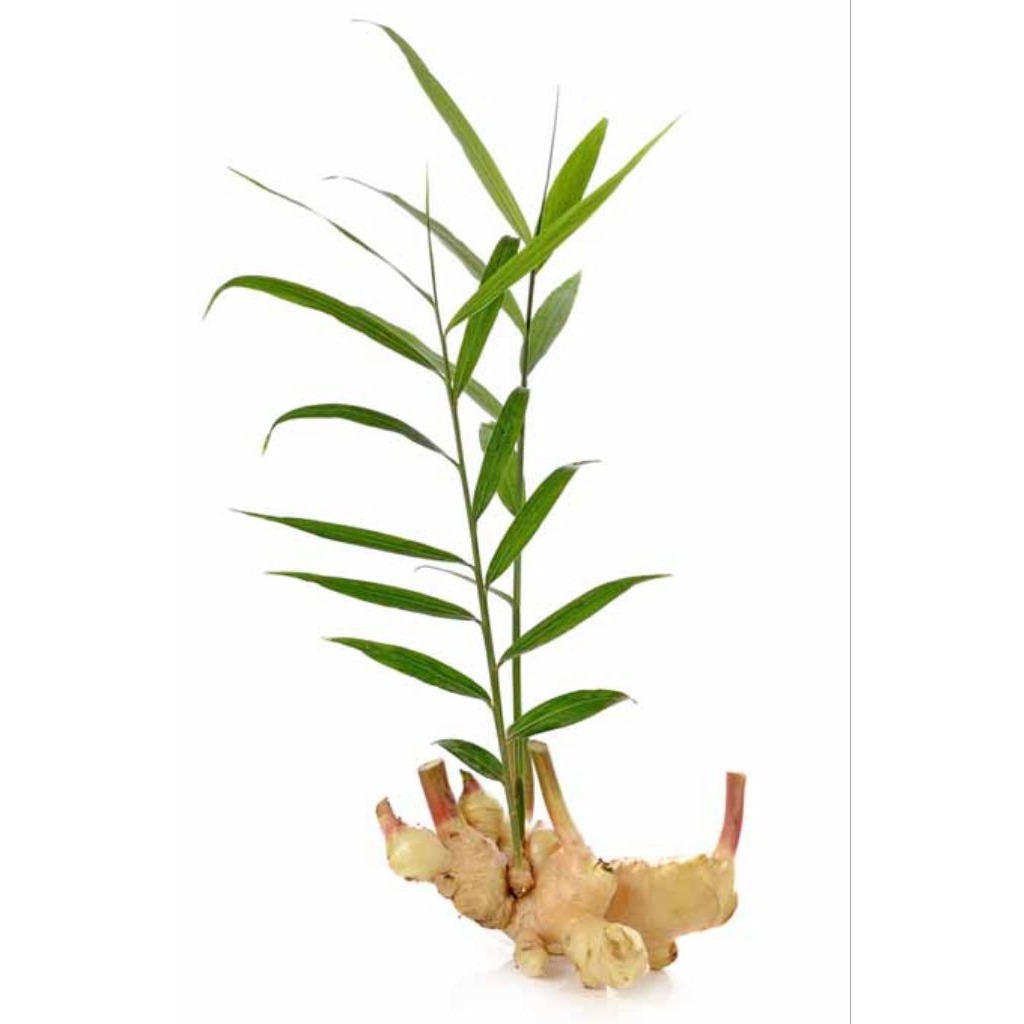 Tanaman Herbal Jahe rimpang