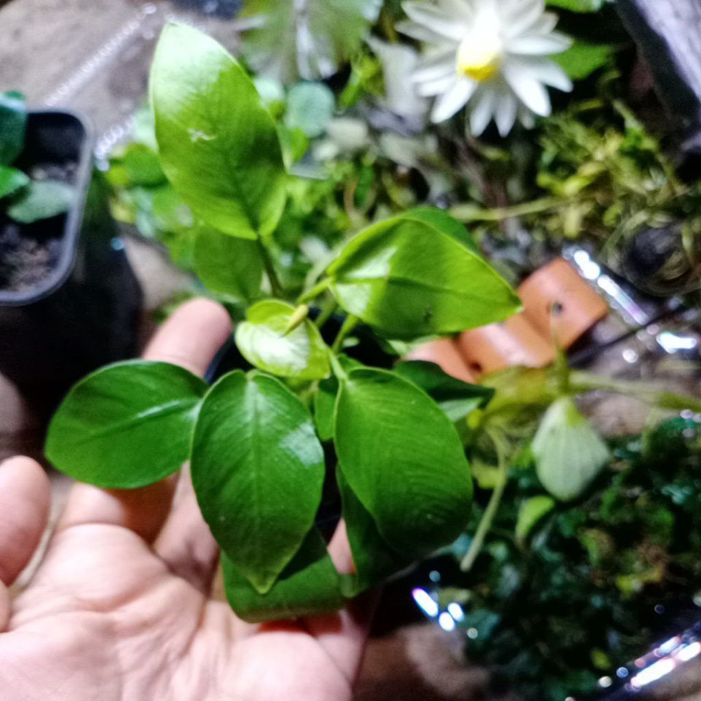 Anubias  golden  mp
