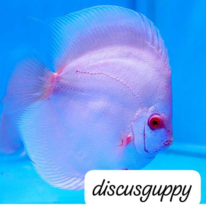Softblue Diamond Discus 2inch - Enhanced Edition