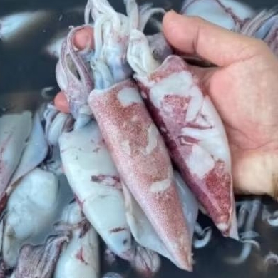 Cumi fresh Ukuran sedang 1kg cumi segar premium