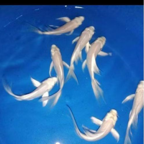 KOI PLATINUM SLAYER BLITAR UKURAN 10-12 CM