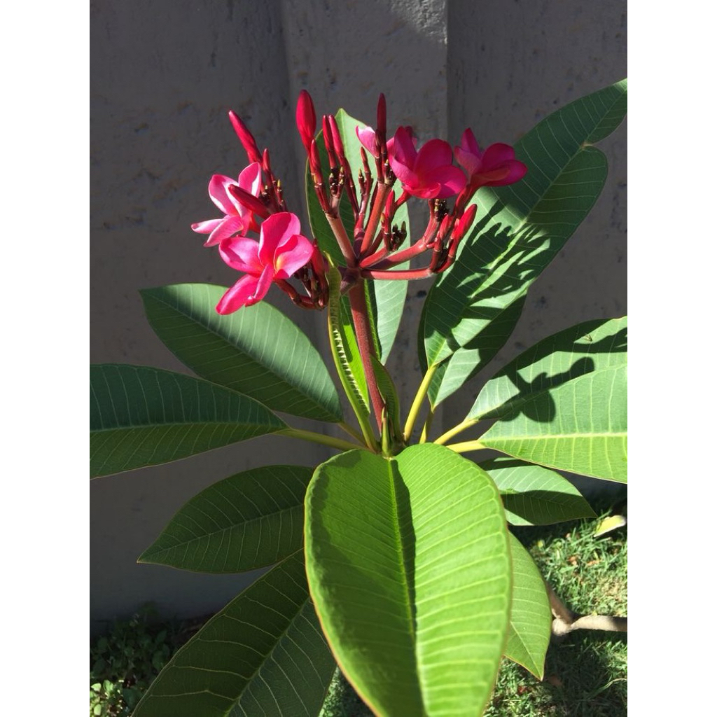 Tanaman Kamboja merah kecap tinggi 100-120cm- pohon kamboja merah/ pohon kamboja