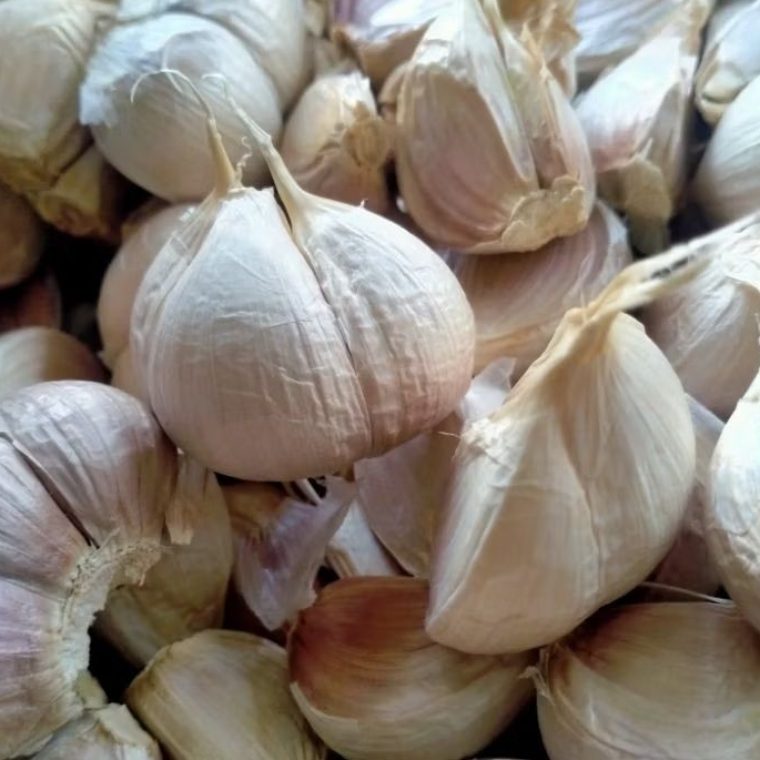 Bawang kating/bawang putih kating bersih kemasan 1kg