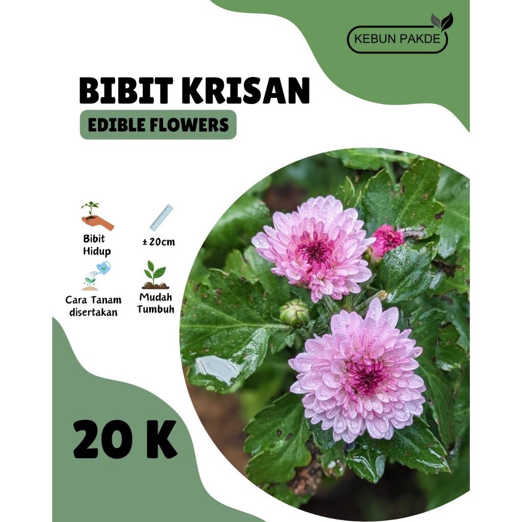 Bibit Tanaman | Edible Flower | Krisan | Bunga Resto | Siap Tanam