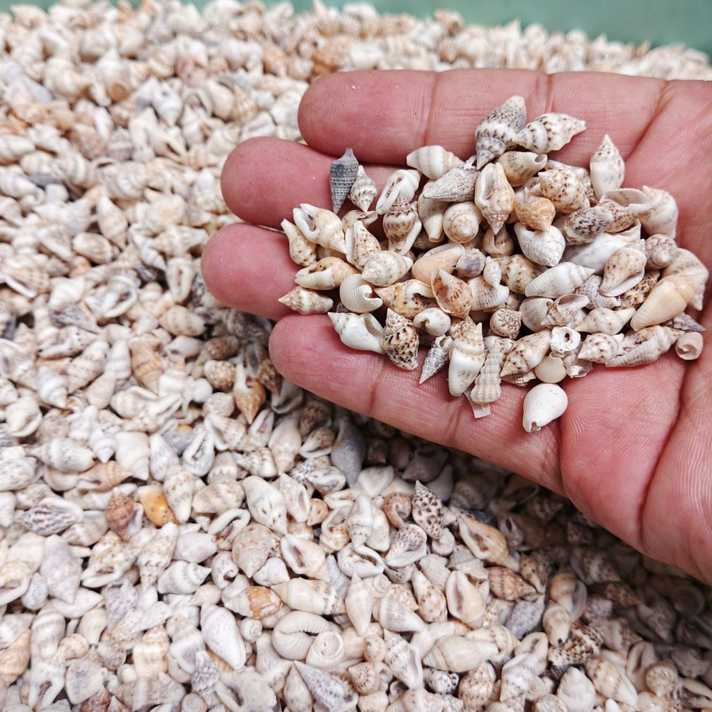 cangkang kerang halus - kerang lembut - kerang kecil - kerang pasir - bahan kerang kerajinan - keran