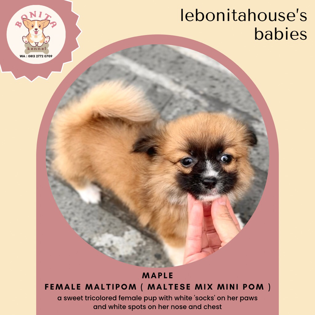 Maltipom Maltese Mix Mini Pom Anjing Maltese Mini Pom Pomeranian Jantan Betina