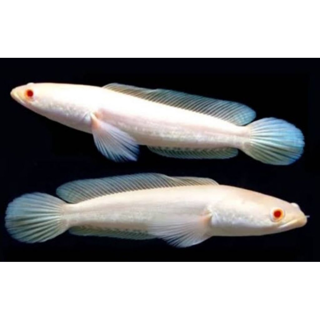 Striata Albino Mata Merah(Channa) Garansi 100%