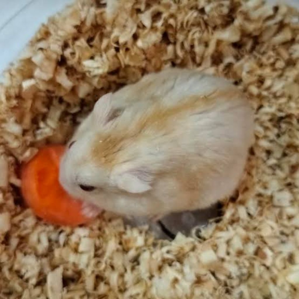 hamster winter white