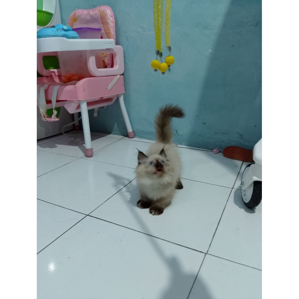 Transaksi kucing Munchkin kaki pendek/kucing cebol Himalaya betina