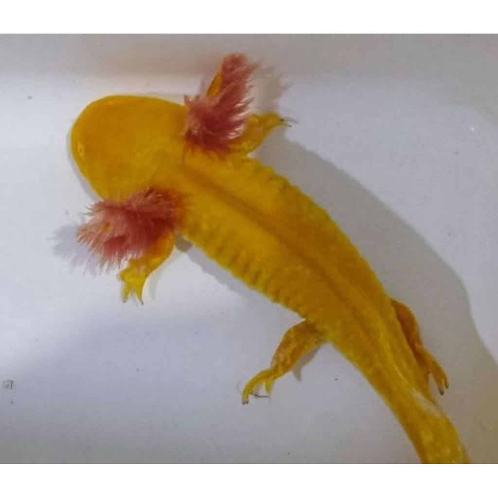 axolotl mainan ikan amfibi