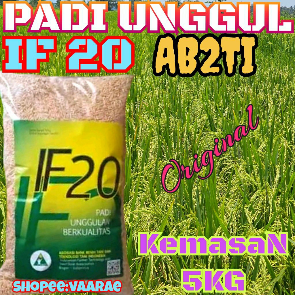 BENIH PADI UNGGUL IF20 ORIGINAL KEMASAN 5KG AB2TI