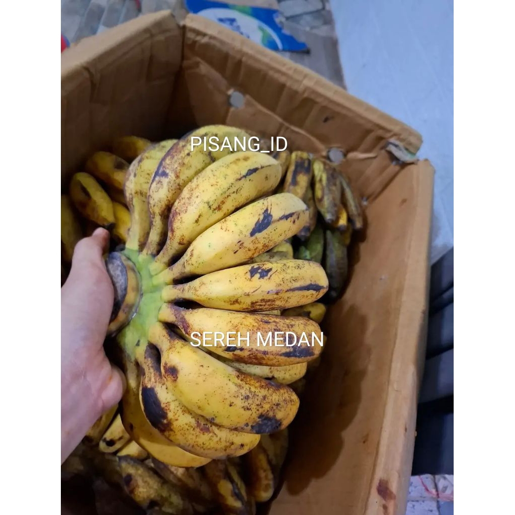 PROMO!!! 10.10 BIG SALE BIBIT PISANG SEREH MEDAN KUALITAS UNGGUL CEPAT BERBUAH