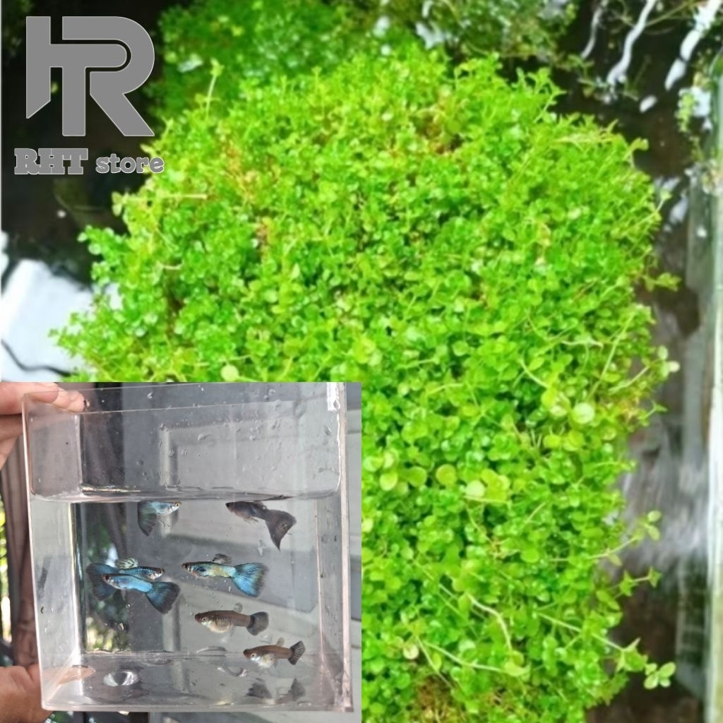 GP_Hiasan Aquarium_Guppy Singa Blue Tail ( SBT )