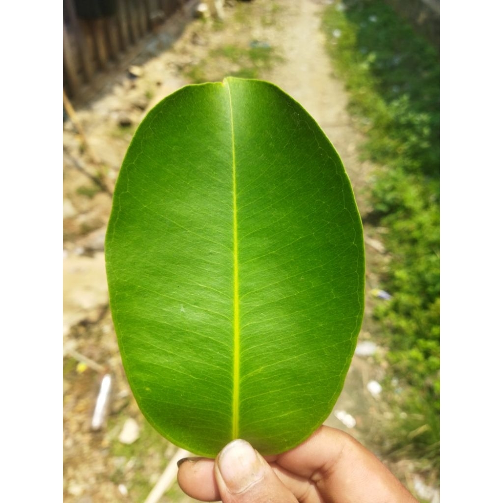 daun duwet/ juwet / jamblang segar perlembar obat herbal