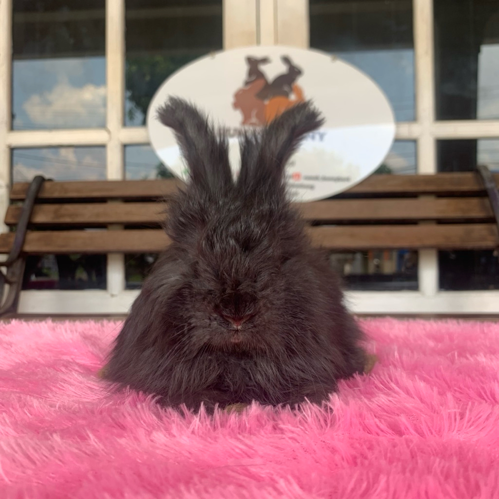 kelinci english anggora betina 3