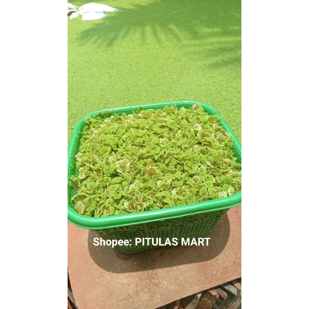Azola || Azolla || Bibit Azolla || Pakan ternak || pakan ikan|| pupuk organik|| Azolla pakan ternak|