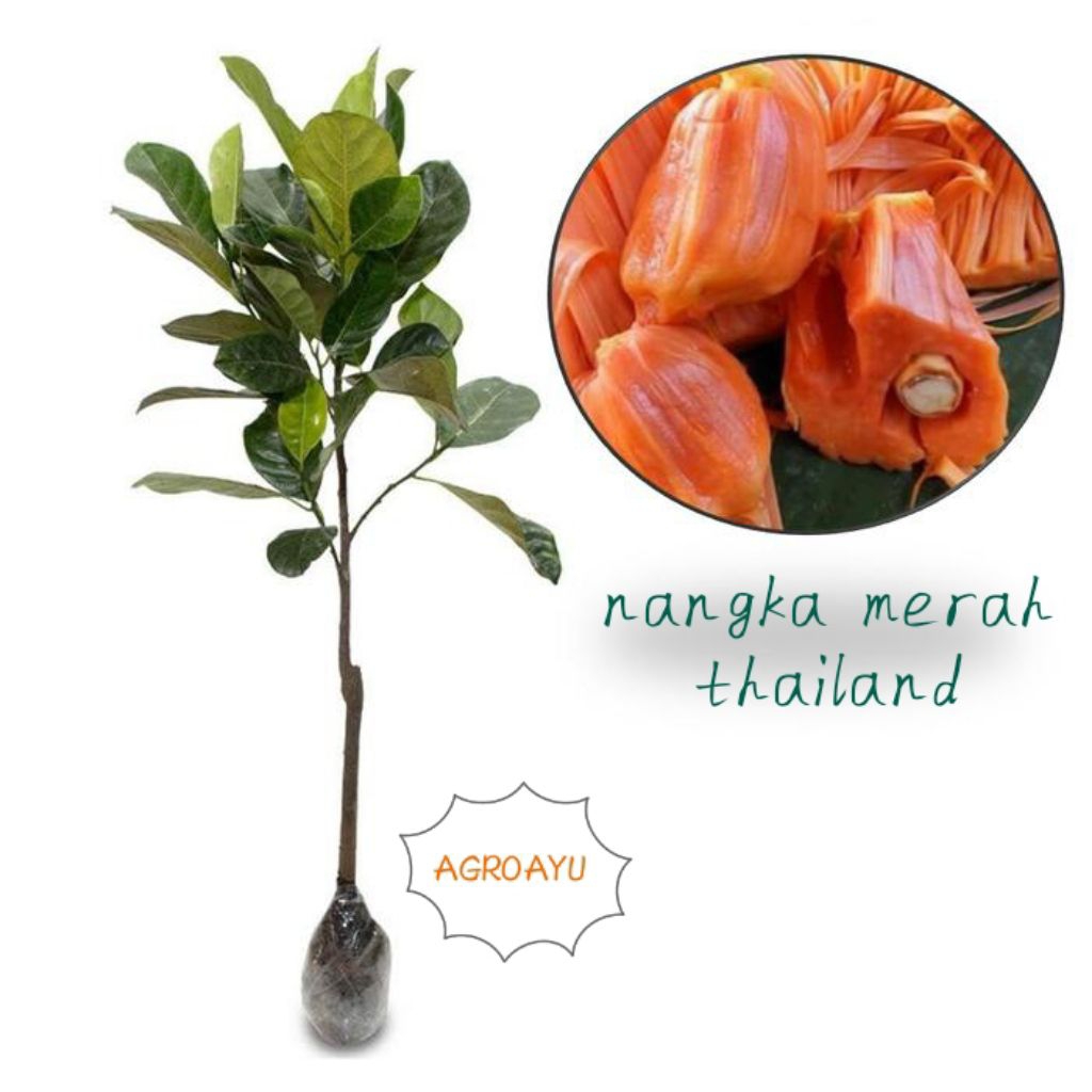 bonus pupuk NANGKA MERAH thailand, valid, bibit hasil okulasi sambung pucuk, tinggi 70cm