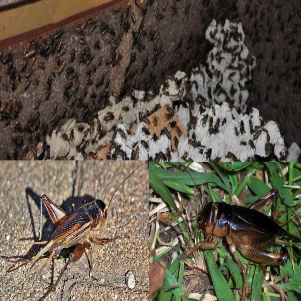 Jangkrik | jangkrik hidup | pakan burung 1 pcs = 1kg