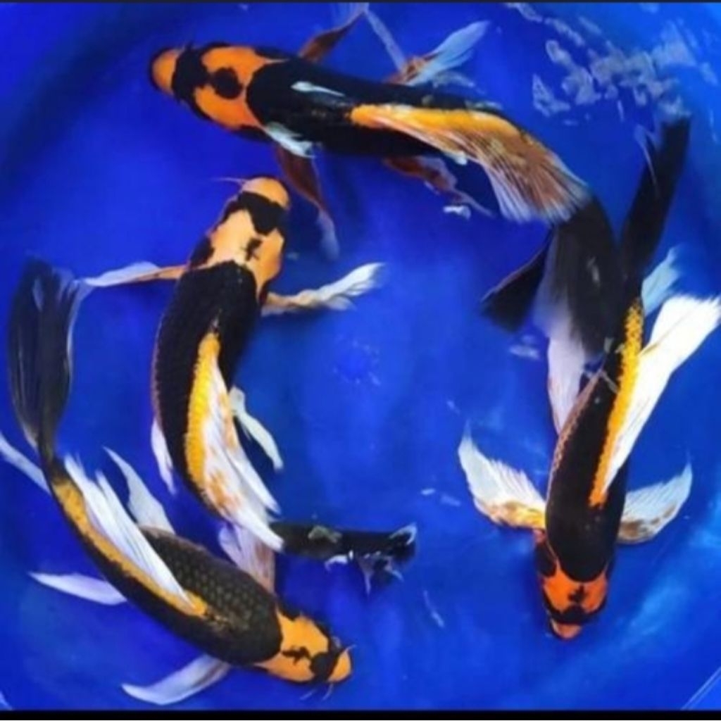 Ikan Hias Koi Kabuto Slayer