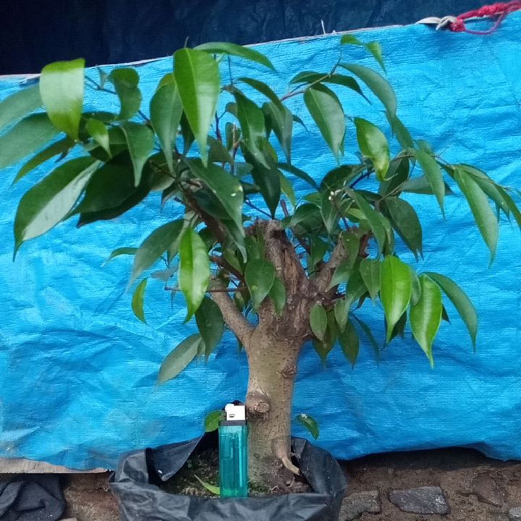 bahan bonsai beringin iprik