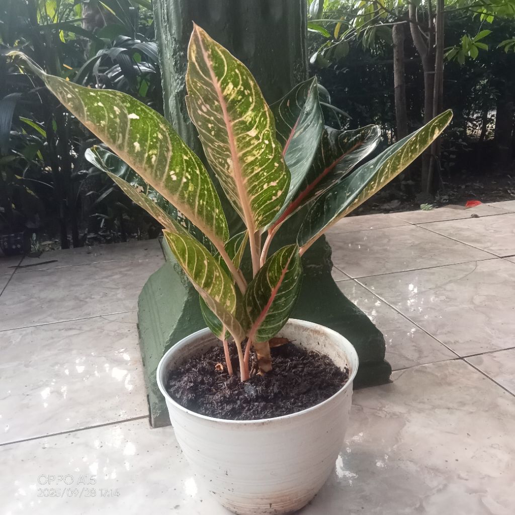Tanaman Hias Aglonema Donacarmen Donakarmen Merah Hijau Kuning Alami