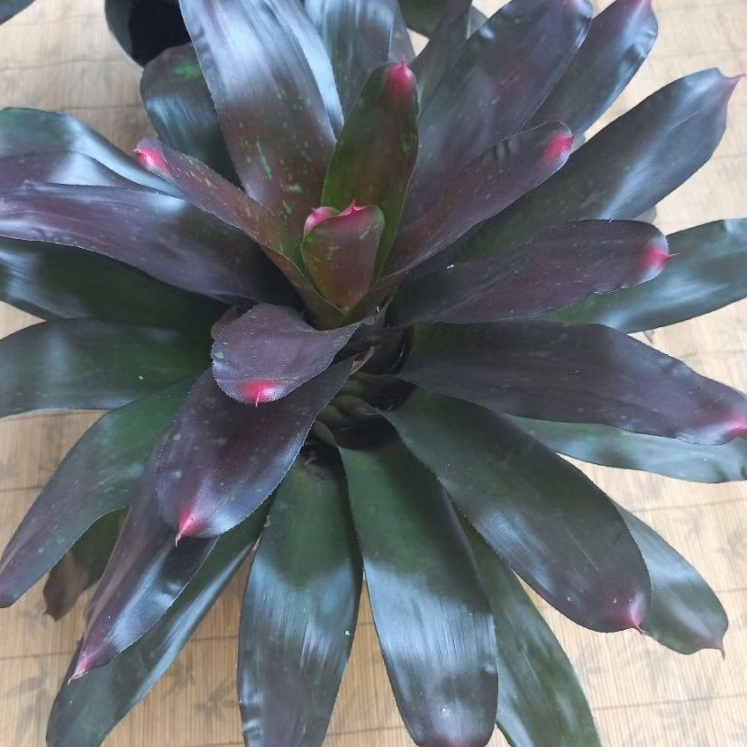 Tanaman Hias Neoregelia Bromelia Giant red/ black