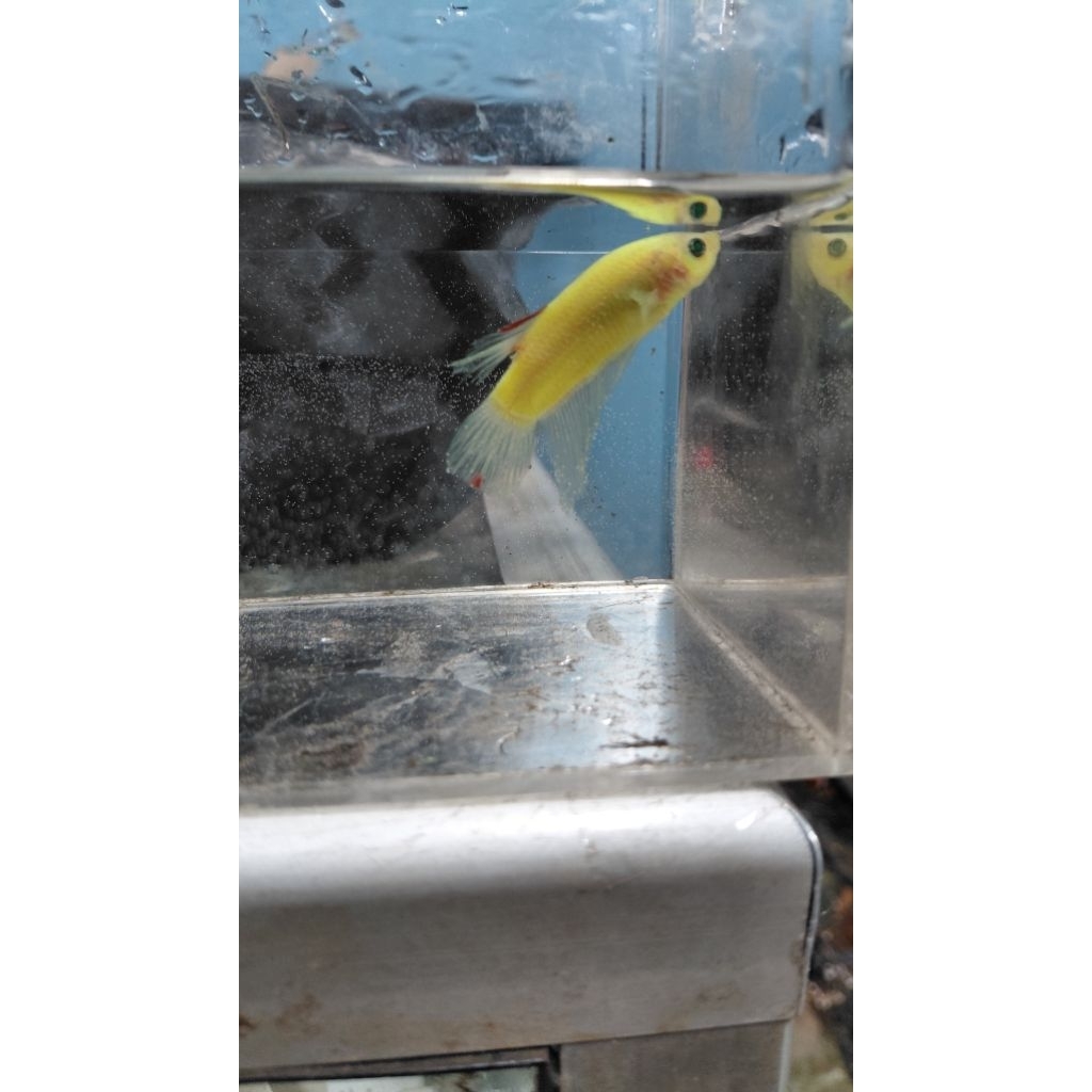 plakat neon glow fish menyala